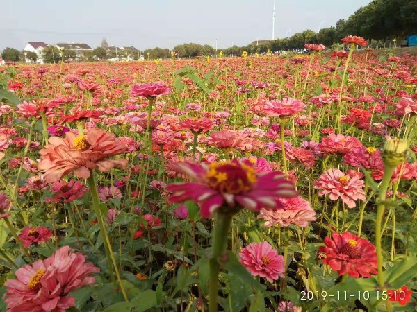尊水向花兒一樣開放在大地上